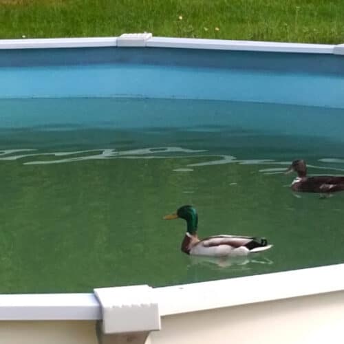 Algen im Pool, Contralgin verwenden, grüne Wände im Pool