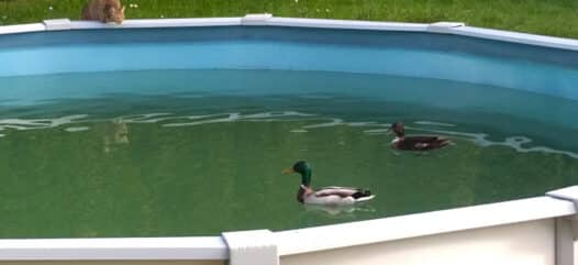 Algen im Pool, Contralgin verwenden, grüne Wände im Pool