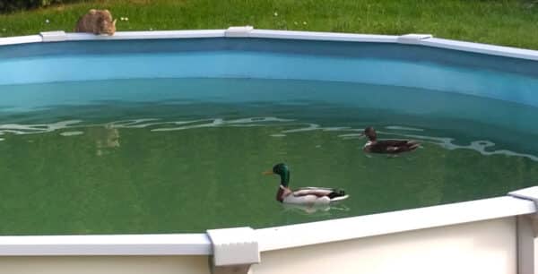 Algen im Pool, Contralgin verwenden, grüne Wände im Pool