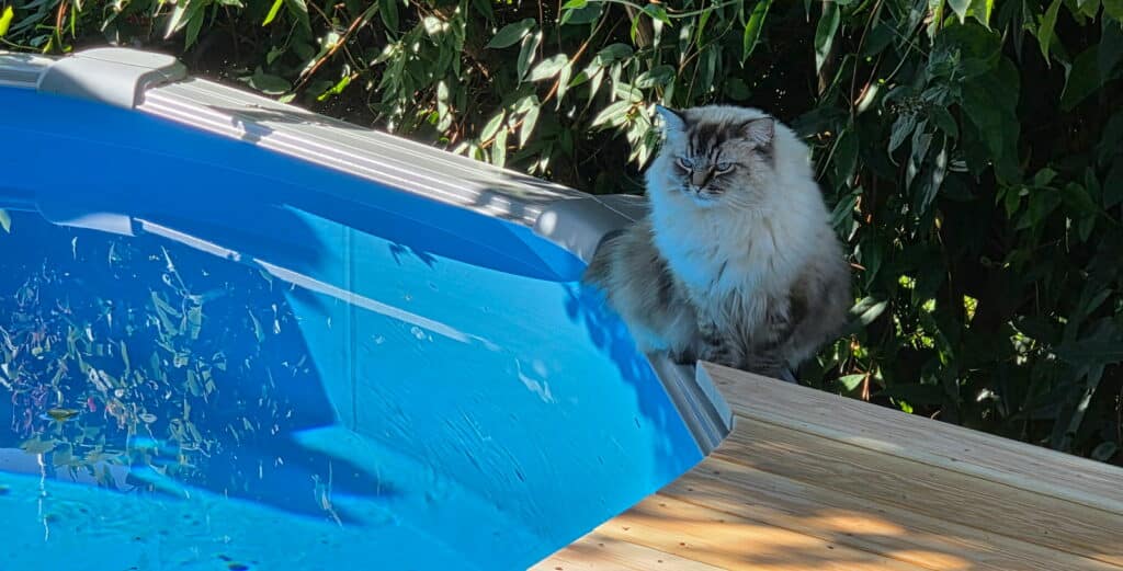 Rimini Pool rund mit Katze am Beckenrand