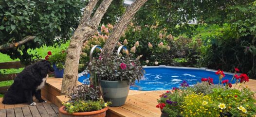 Rimini Pool rund im Vordergrund Holzdeck mit Blumen
